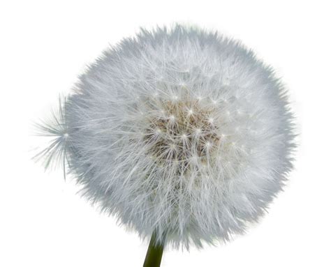 Dandelion PNG Transparent Images, Pictures, Photos | PNG Arts