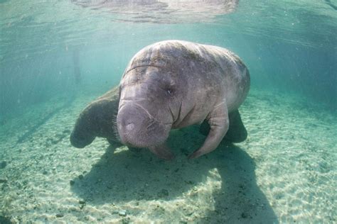 Florida Wildlife Grant Helps Fund Research to Monitor Manatee Habitats ...