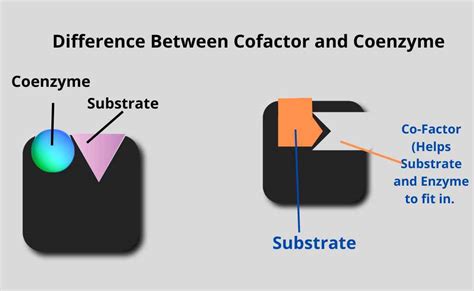 Cofactor vs Coenzyme