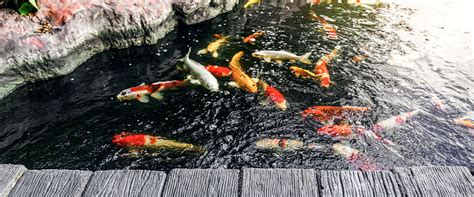 6 Mandatory Steps For Winterizing Koi Pond - Panhandle Ponds