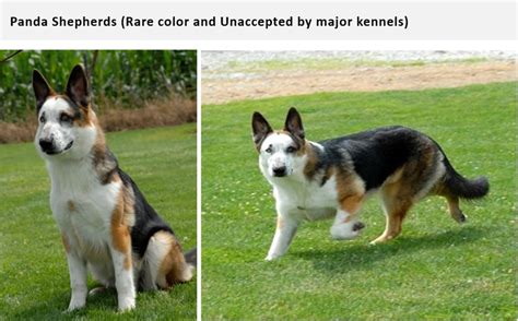 German Shepherd Coat and Color Varieties - PetHelpful