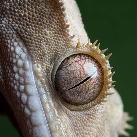 Crested gecko eye | Crested gecko, Gecko, Reptiles and amphibians