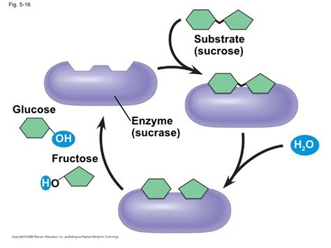 How do enzymes speed up the chemical reactions? Use activation energy ...