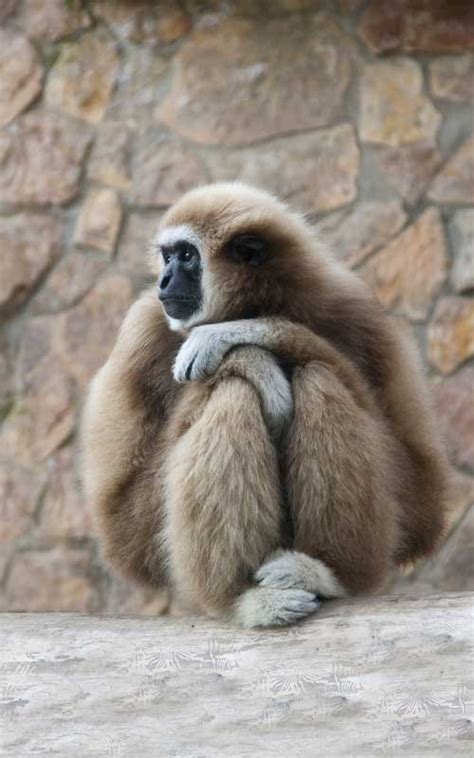 Gibbon - Monkey Facts and Information