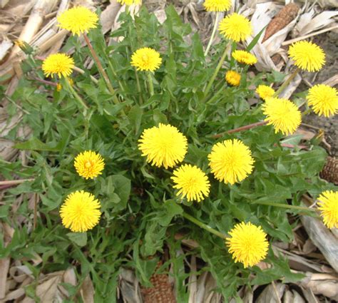 Dandelion | Weed identification guide for Ontario crops | ontario.ca