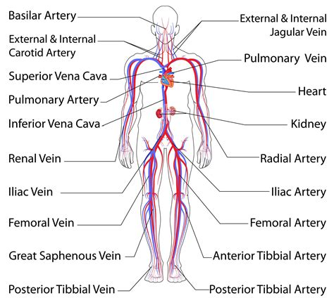 ACP-2 Lesson Eleven: The Circulatory System | Circulatory system, Human ...