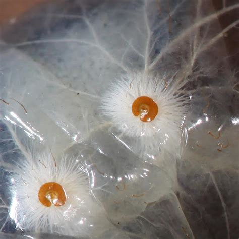 All of Nature: June "Bug" Larvae Demo Insect Breathing Spiracles