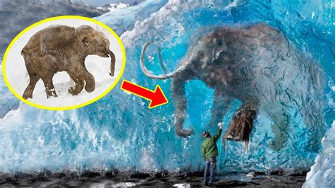 5 FROZEN MAMMOTHS You Won't Believe Were Found ️ - YouTube