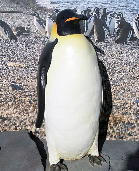 Emperor Penguin | Online Learning Center | Aquarium of the Pacific