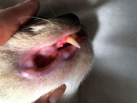 8 Common Dental Problems in Cats - Cat-World