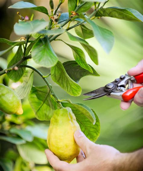 How to prune a lemon tree: tips on shaping your tree | Gardeningetc