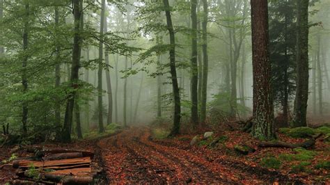 Foggy Forest Wallpapers - Top Free Foggy Forest Backgrounds ...