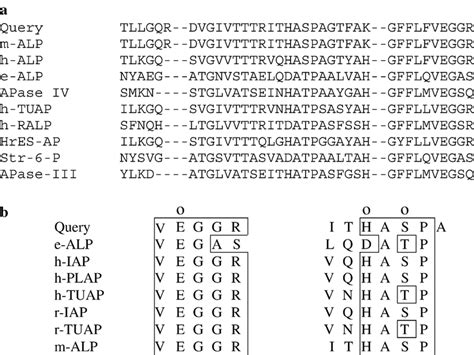 (a) Amino acid sequence alignment and comparison of the amino acids ...