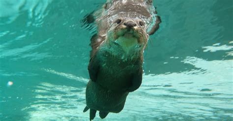 Baby Otter's Adorable 'Swim Time' Excitement is Melting Hearts ...