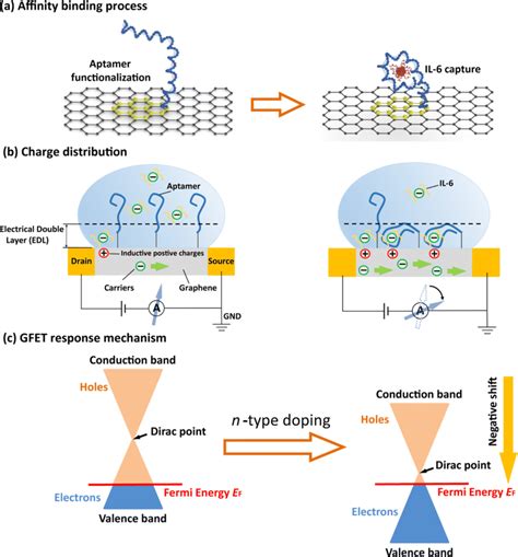 IL-6 sensing Principle. a Aptamer structure-switching sensing principle ...