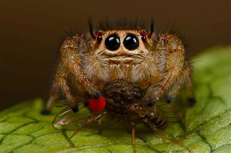 What do jumping spiders eat? [The Definitive Diet Guide]