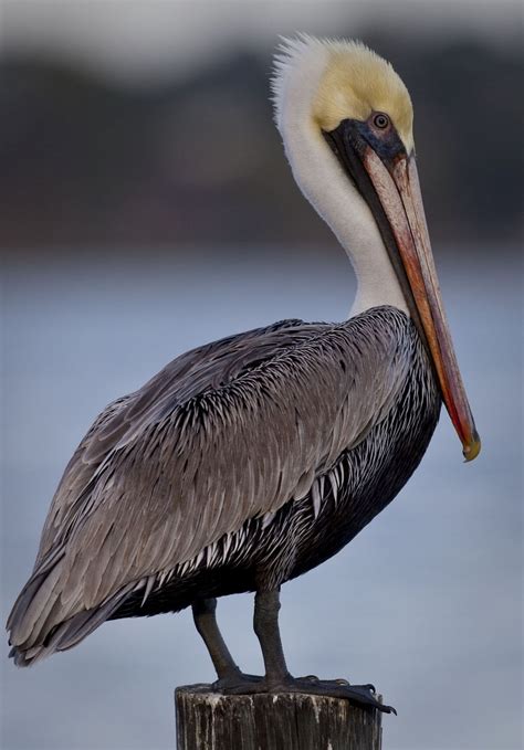 Brown Pelican - Not always Brown But Still A Spectacular species