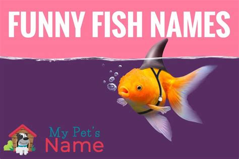 Funny Fish Names: 70 Punny & Clever Names for Fish | My Pet's Name