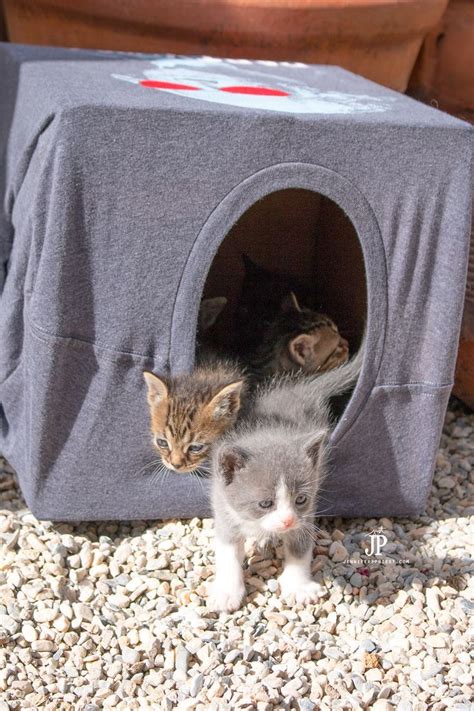 Make a DIY Cat Cave (cat house) with a T-shirt and cardboard box! Click ...