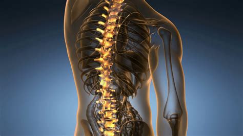 Backbone Backache Science Anatomy Scan Of Stock Motion Graphics SBV ...