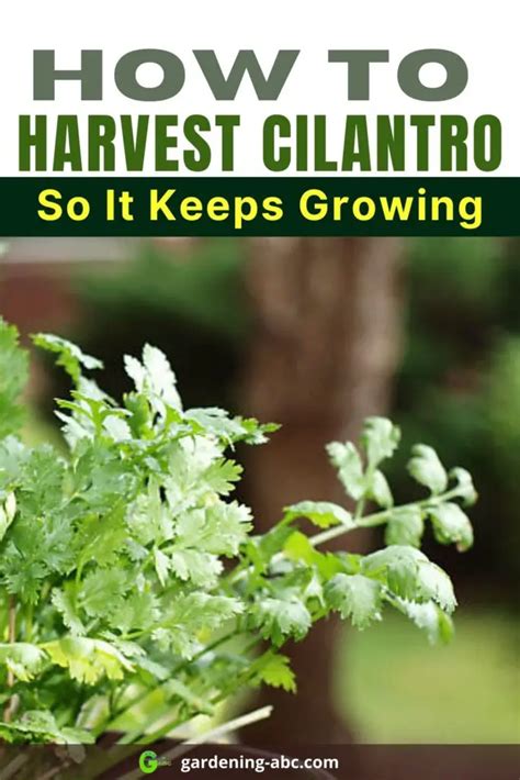 How Do You Harvest Cilantro So It Keeps Growing? [Simple Guide]