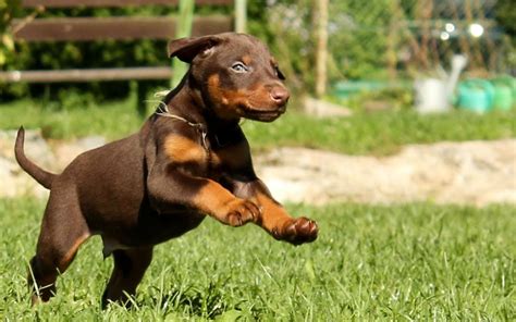 Doberman puppy running - My Doggy Rocks