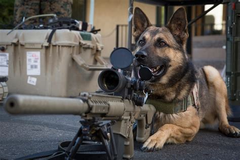 Take a look at a day in the life of a military working dog - Business ...