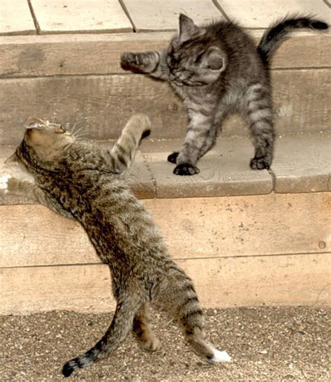 Two Cats Fighting Stock Photos, Pictures & Royalty-Free Images - iStock