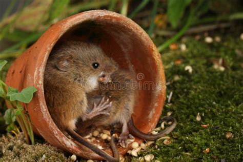 Harvest Mice in Natural Habitat Stock Image - Image of camera, blades ...