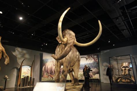 Mammoths of the Ice Age opens today at National Museum | The Edinburgh ...