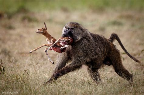 Chacma Baboon - Africa Geographic