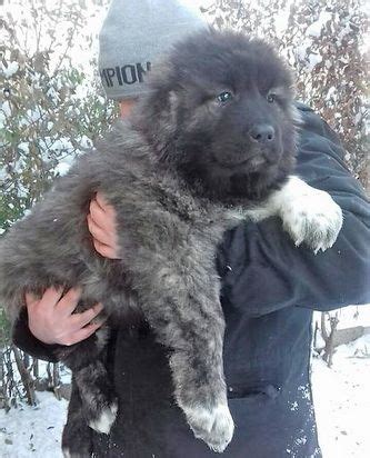 Caucasian Shepherd for Sale or Adoption (Latest Ads)