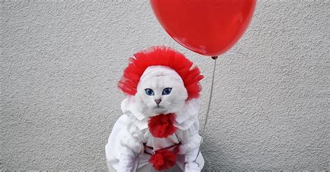 Cat Dressed Up as Pennywise From the It Movie For Halloween | PS Pets