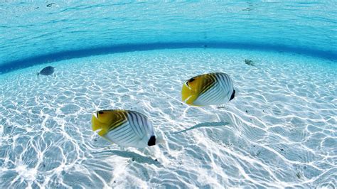 Tropical Fish Wallpapers - Wallpaper Cave