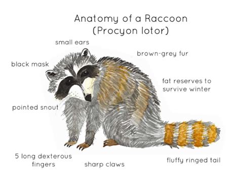 Raccoon Anatomy Printable Poster by Teach Simple