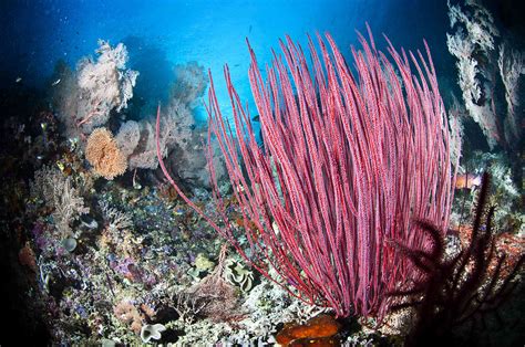 10 Stunning Underwater Plants and Sea Creatures on the Ocean Floor