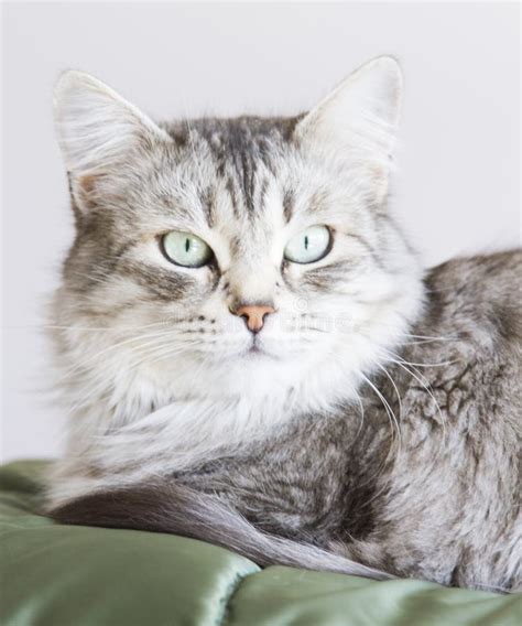 Sweet Female Silver Cat, Siberian Stock Image - Image of feline ...