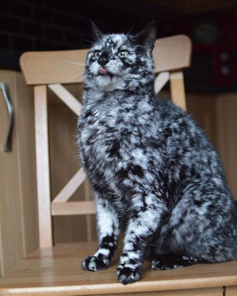 SAT. Vitiligo gives a cat a rare, marbled coat, showcasing unique ...