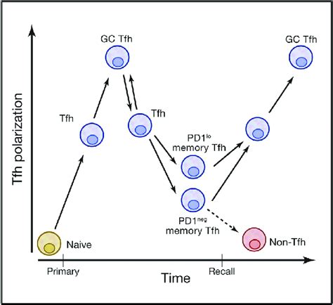 Tfh Cell Memory Development Memory Tfh cells develop over time and ...