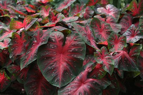 Caladium plant: A short profile - Stavern Blomstermakeri