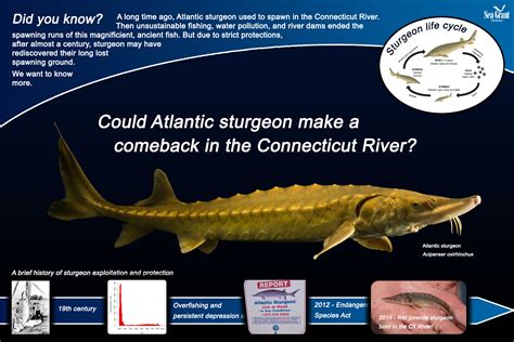 Atlantic sturgeon in the Connecticut River | Evolutionary Fish Ecology