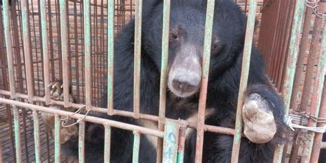 Caged Moon Bears May Have Just Received Their Death Sentence - The Dodo