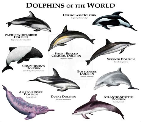 Dolphins of the World Poster Print - inkart