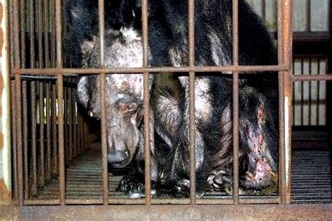 All bear bile farms will be closed - My Dream for Animals