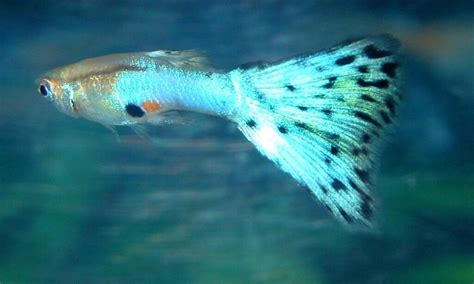 ENDLER'S GUPPY FISH (rare Blue Grass mix available) | in Brighton, East ...