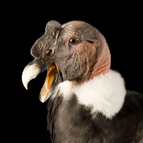 Andean Condor | National Geographic