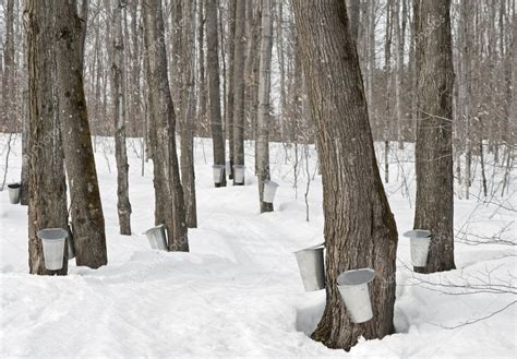 Traditional maple syrup production — Stock Photo © StudioLightAndShade ...