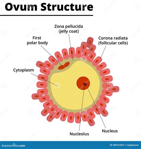 Ovum Structure. Morphology Of The Ovule. Cartoon Vector | CartoonDealer ...