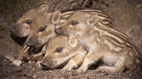 Why do 'overflowing' wild boars need to be protected? - CGTN