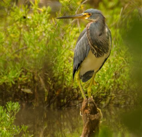 Photo Gallery — Florida Keys Wildlife Society